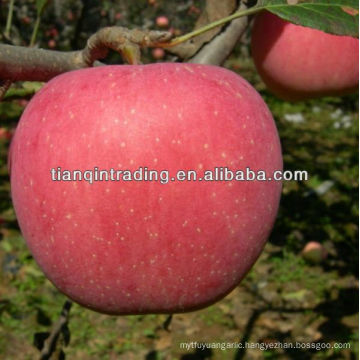 fresh apple exporter